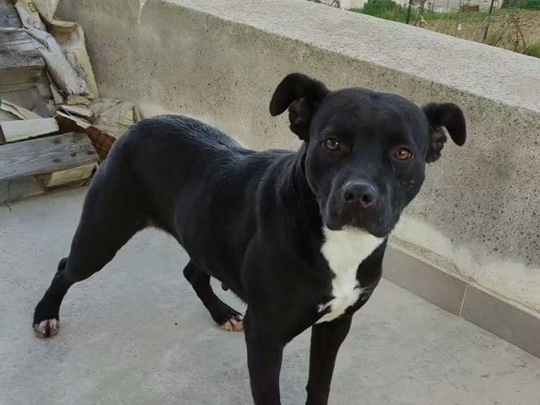Adozione cane, femmina, Razza sconosciuta Razza sconosciuta, 4 anni e 11 mesi, taglia media, Trapani