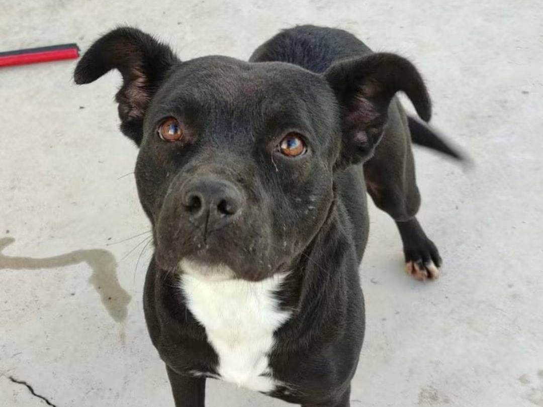 Adotta un cane, femmina, 4 anni e 11 mesi, Trapani