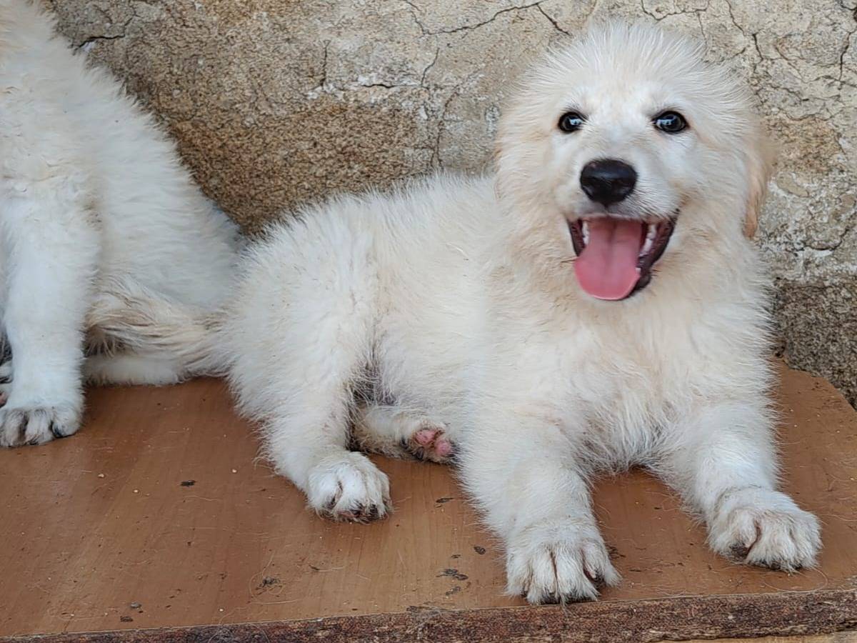 Adozione cane, maschio, Razza sconosciuta Razza sconosciuta, 3 mesi, taglia media, Trapani