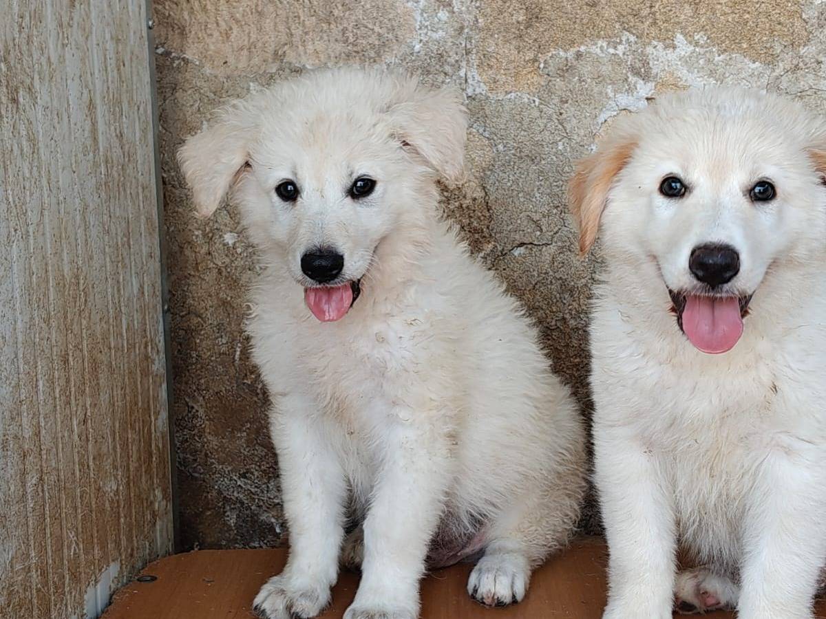 Adotta un cane, maschio, 3 mesi, Trapani