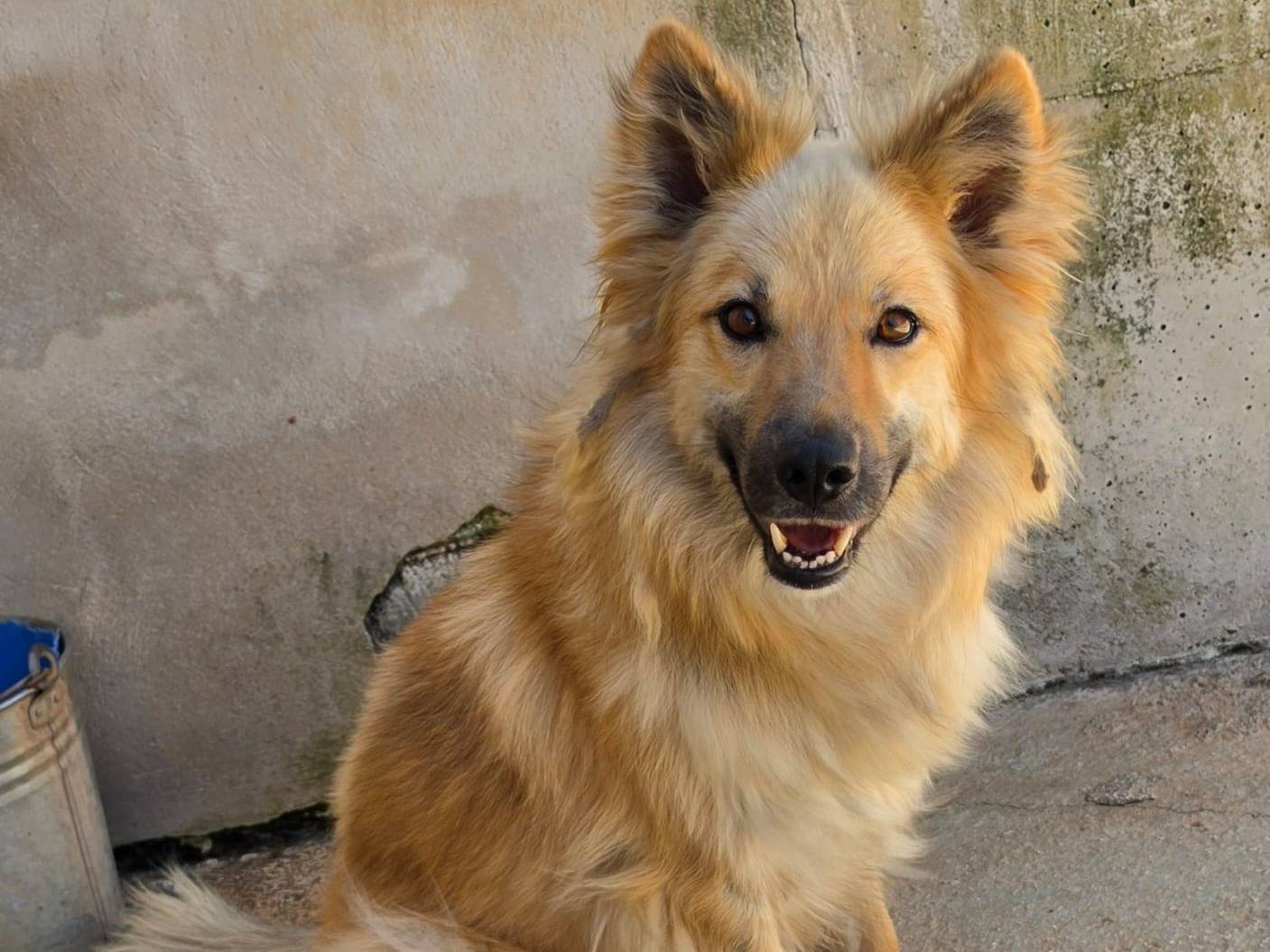 Adozione gatto, femmina, Razza sconosciuta Razza sconosciuta, 4 anni e 10 mesi, taglia non valida, Taranto