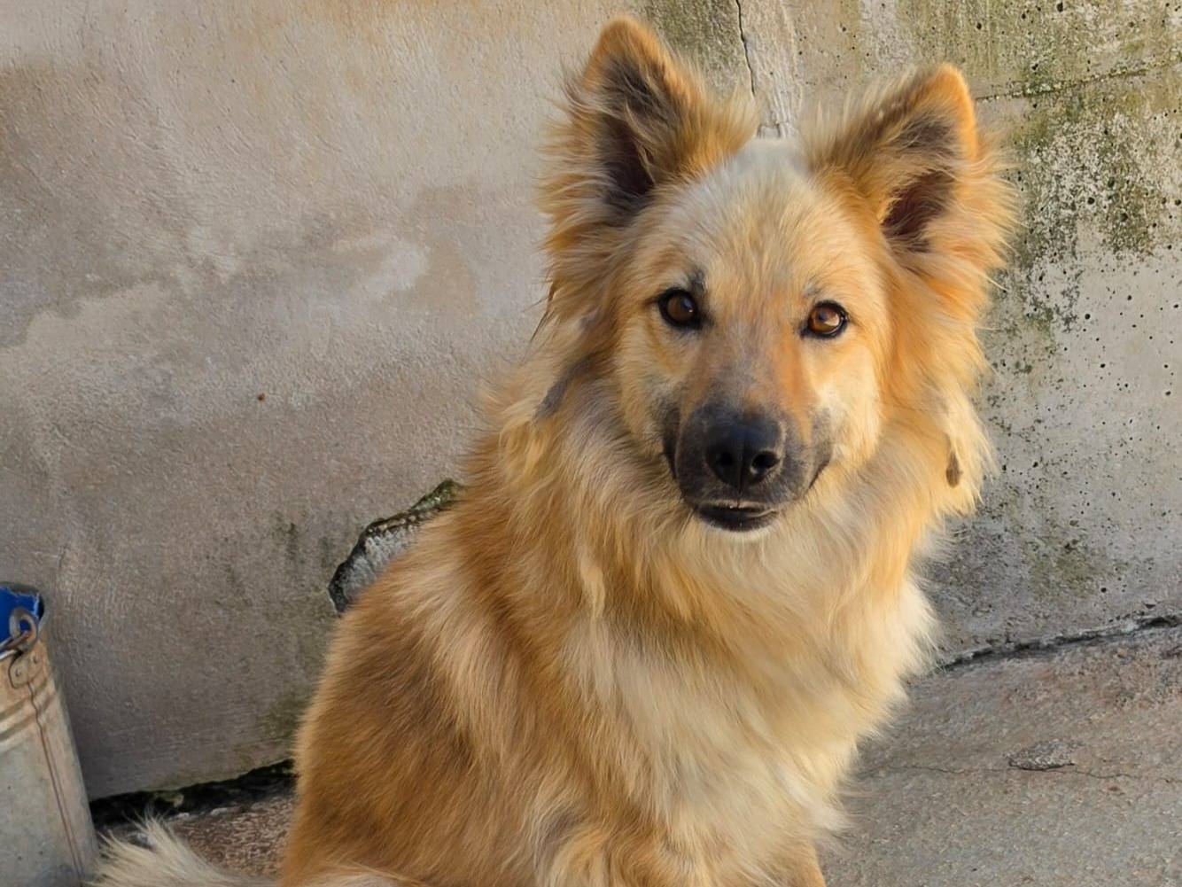 Adotta un gatto, femmina, 4 anni e 10 mesi, Taranto