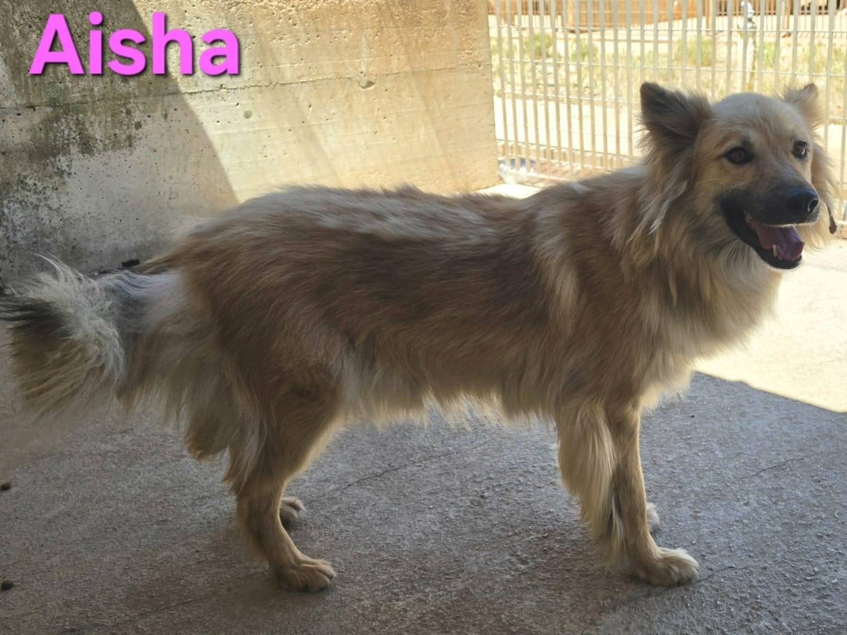 Adotta il gatto Aisha a Taranto