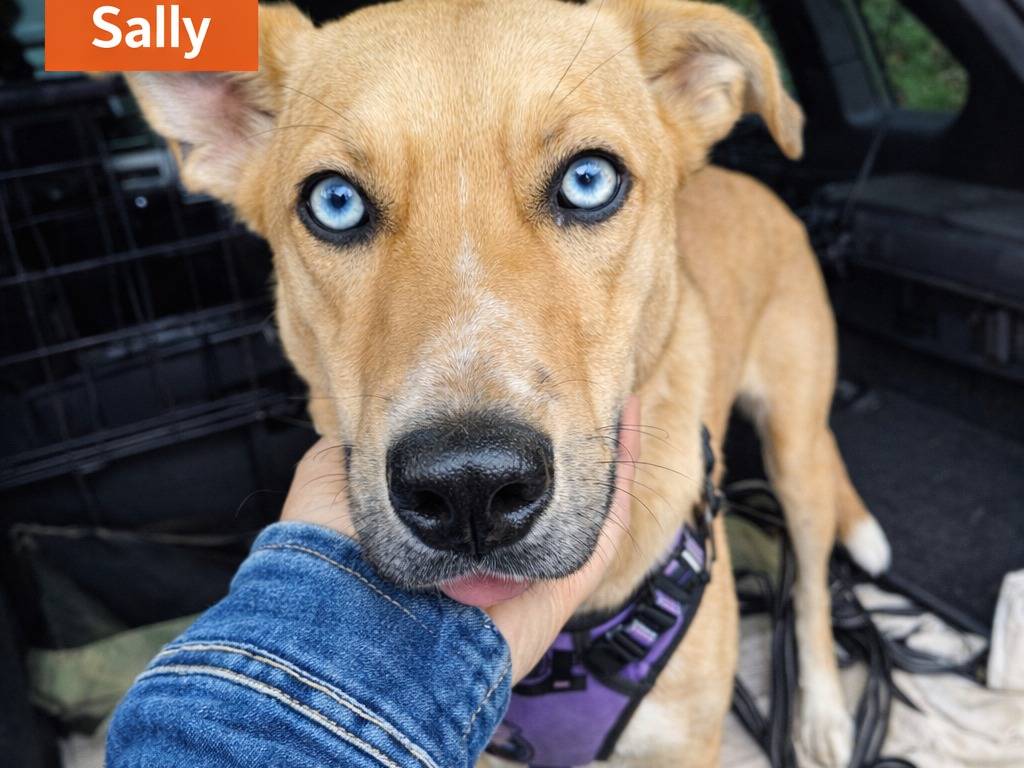 Adotta un cane, femmina, 8 mesi, Firenze
