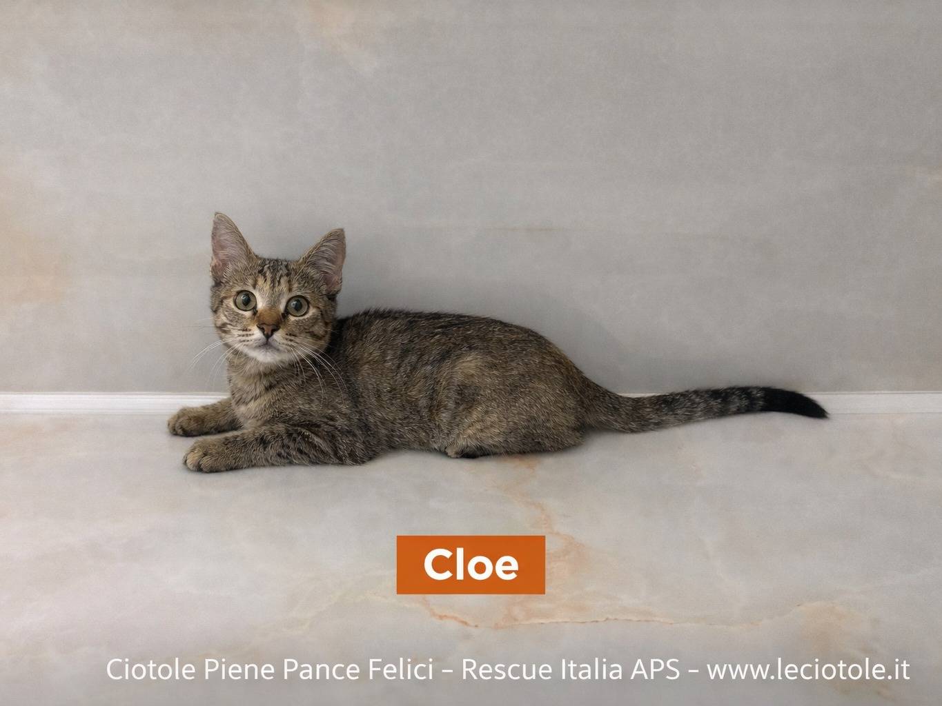 Adozione gatto, femmina, Razza sconosciuta Razza sconosciuta, 3 mesi, taglia non valida, Avellino