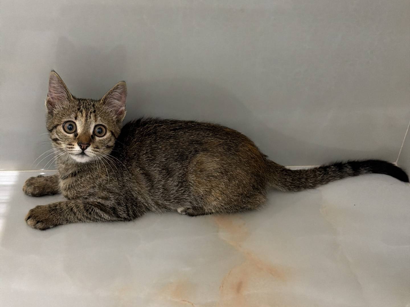Adotta un gatto, femmina, 3 mesi, Avellino