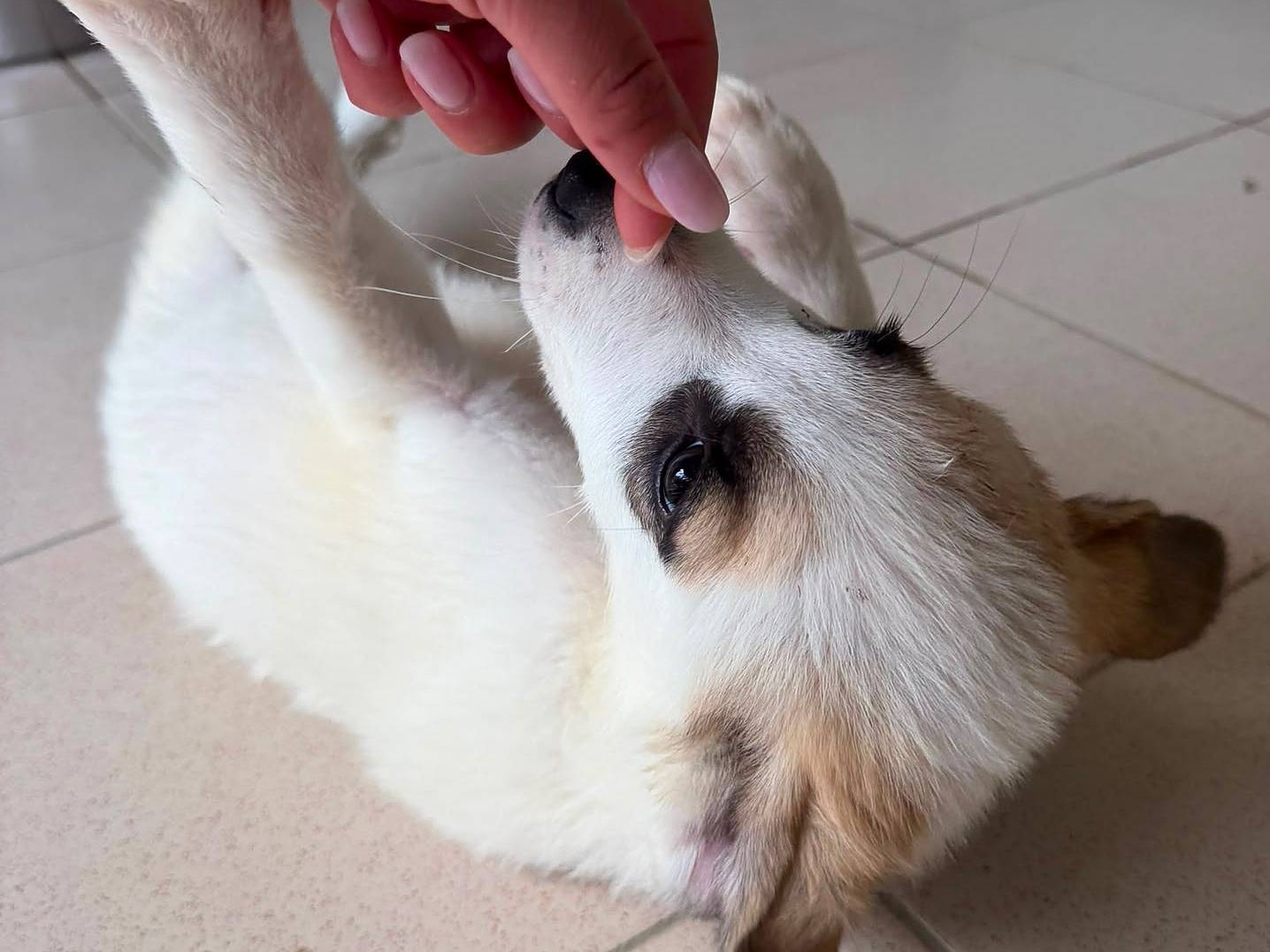 Vuoi adottare un cane a Potenza?
