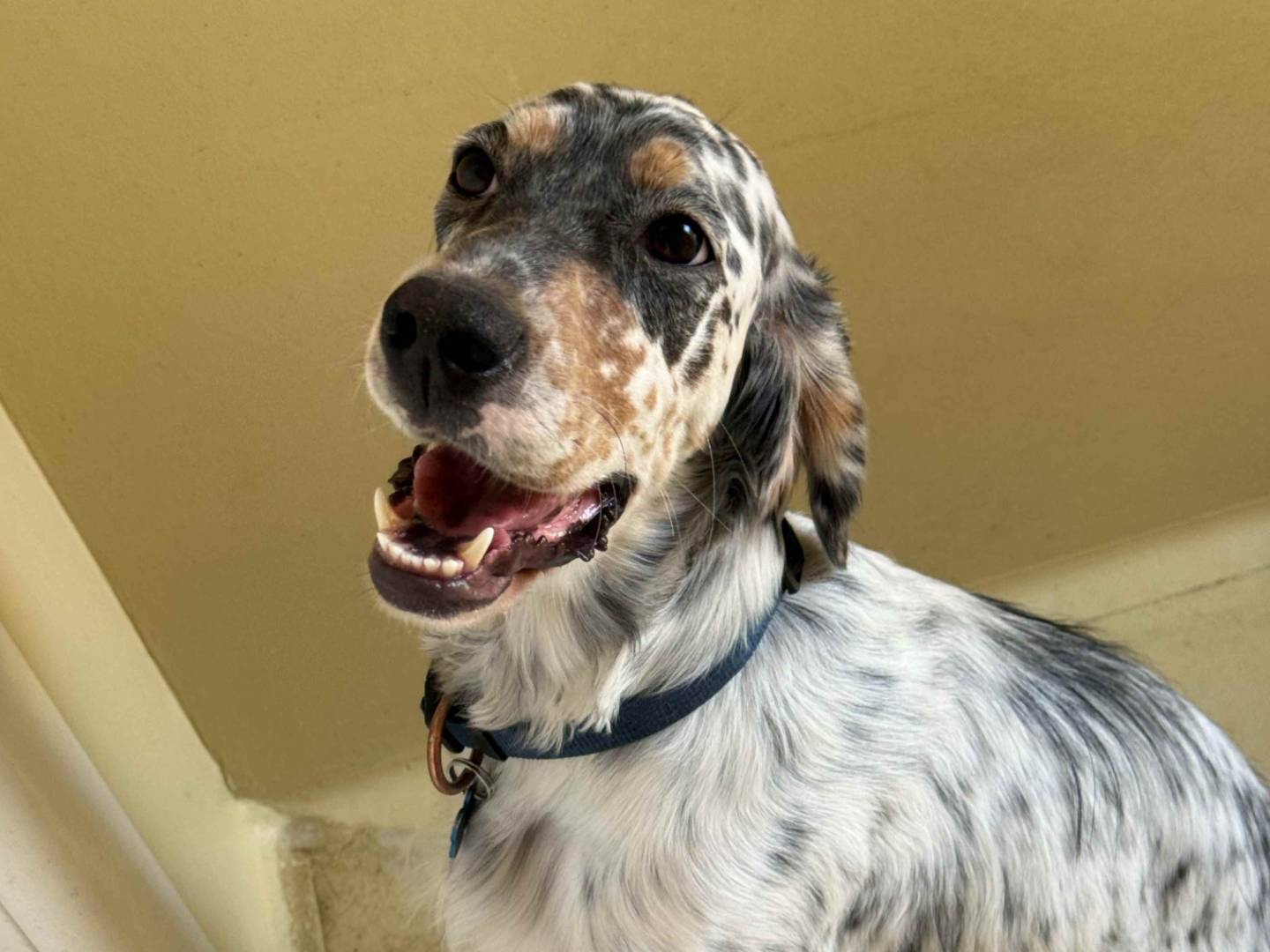 Adotta un cane, femmina, 11 mesi, Milano