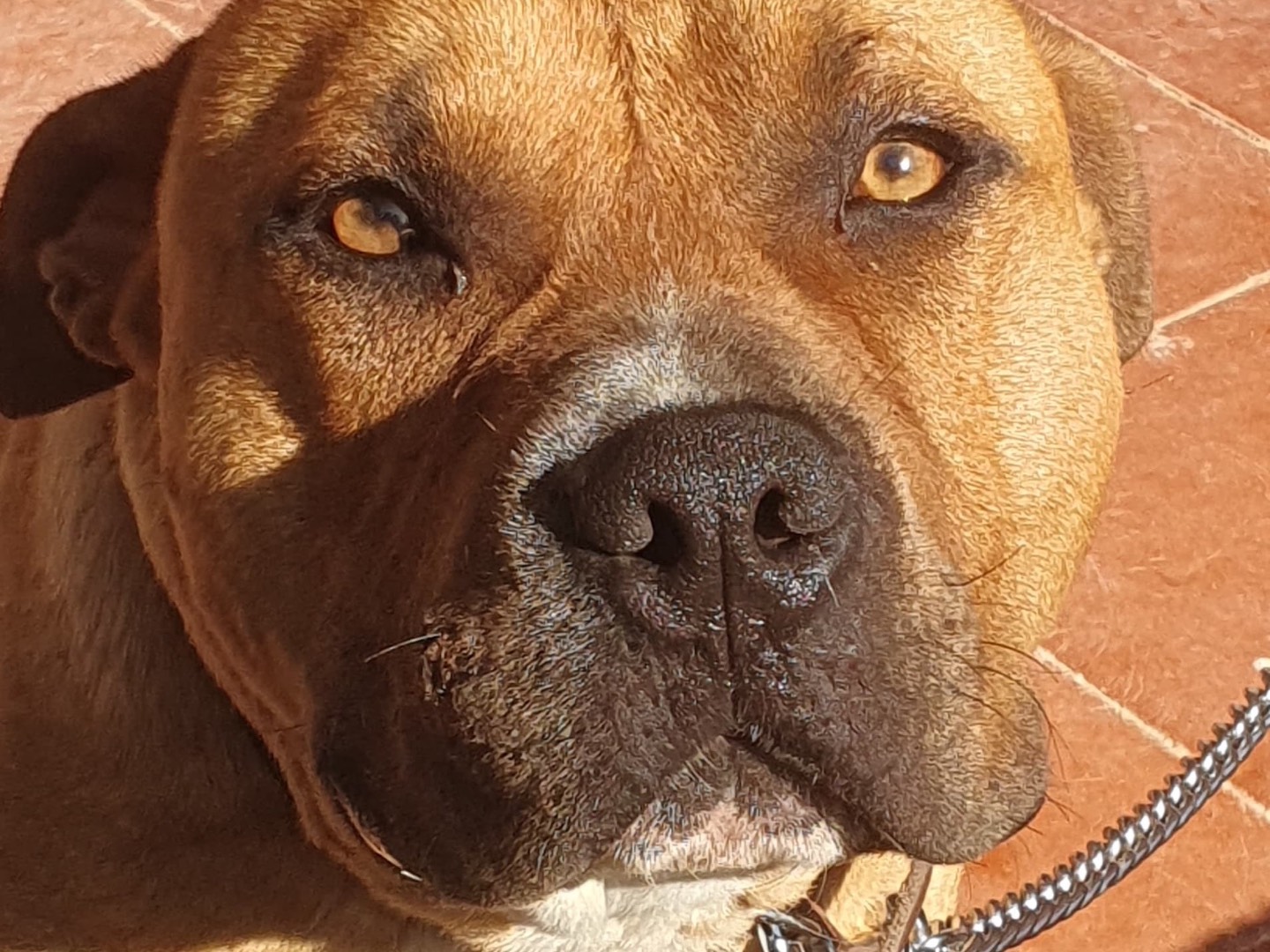 Adozione cane, maschio, Razza sconosciuta Razza sconosciuta, 1 anno e 5 mesi, taglia grande, Salerno