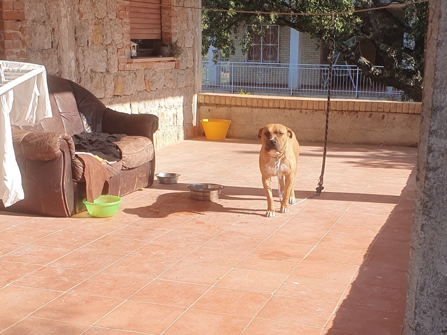 Adotta un cane, taglia grande, maschio, Salerno