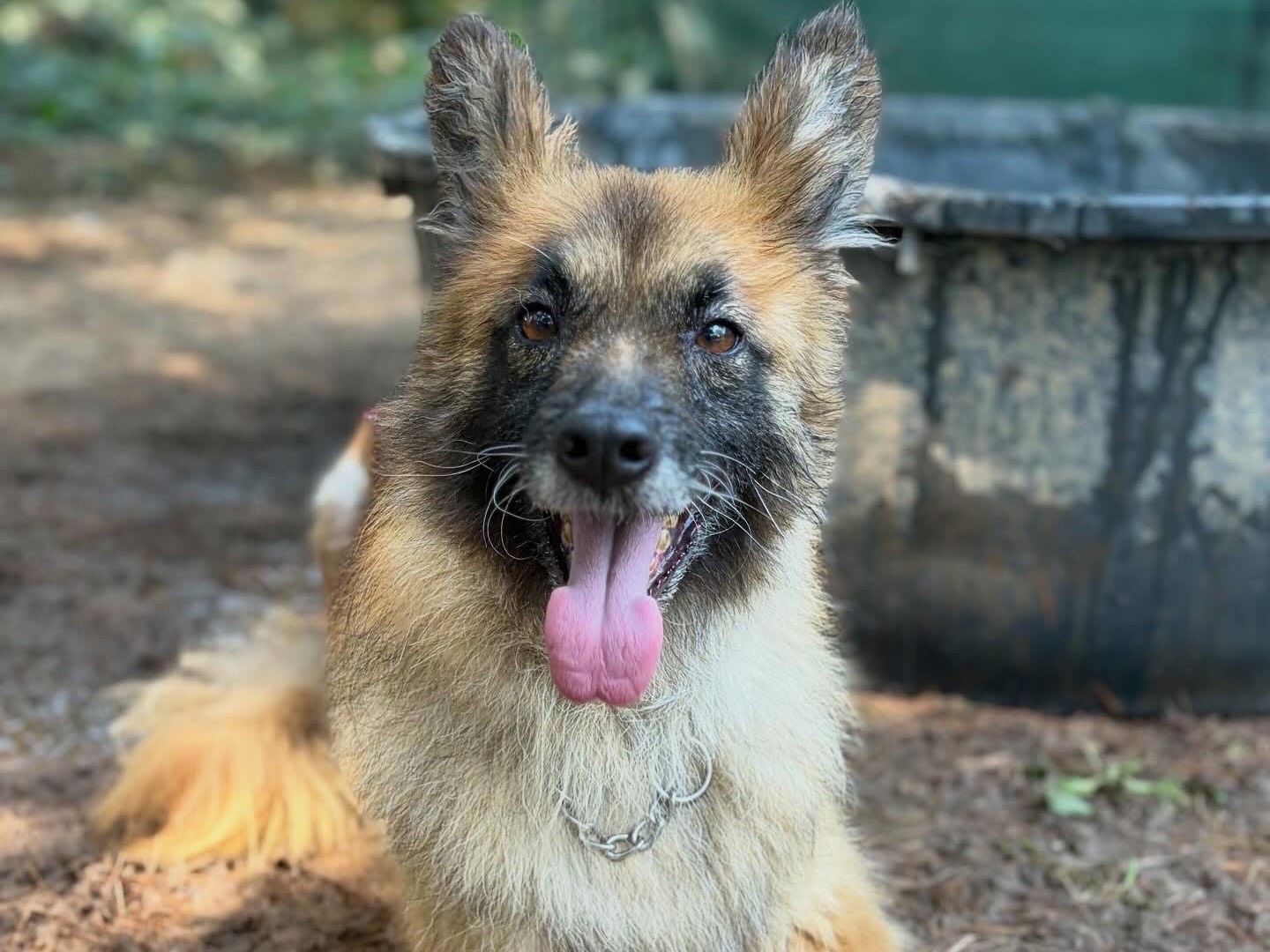 Adozione cane, femmina, Razza sconosciuta Razza sconosciuta, 5 anni e 4 mesi, taglia media contenuta, Milano