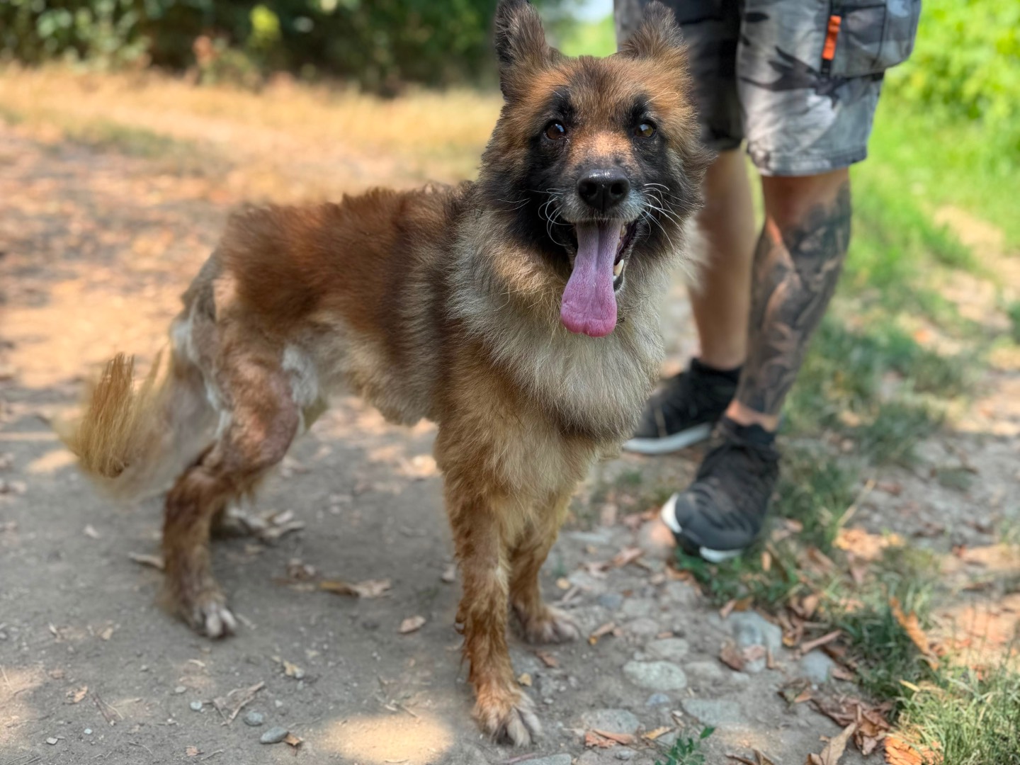 Adotta un cane, femmina, 5 anni e 4 mesi, Milano