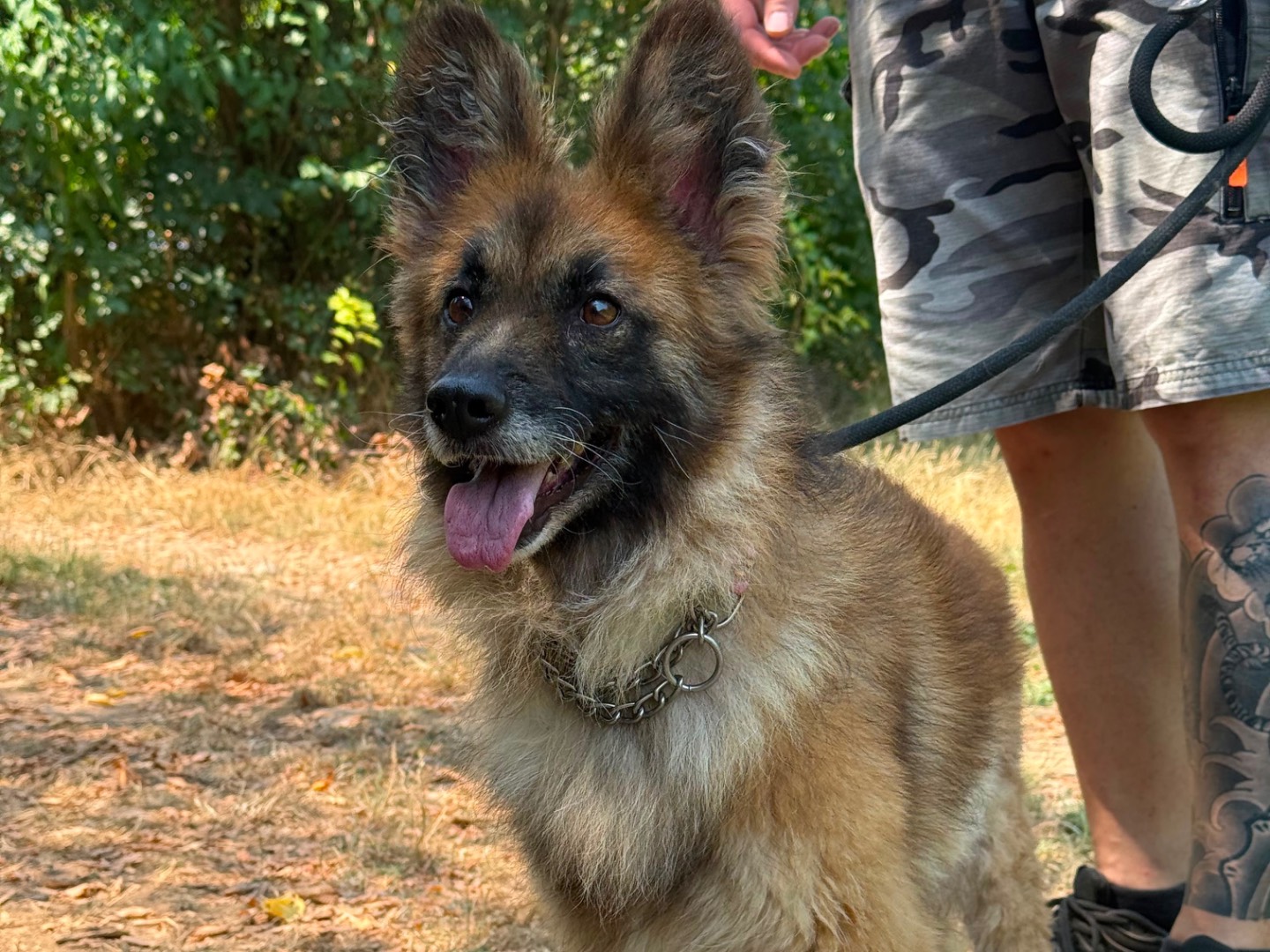 Adotta un cane, taglia media contenuta, femmina, Milano