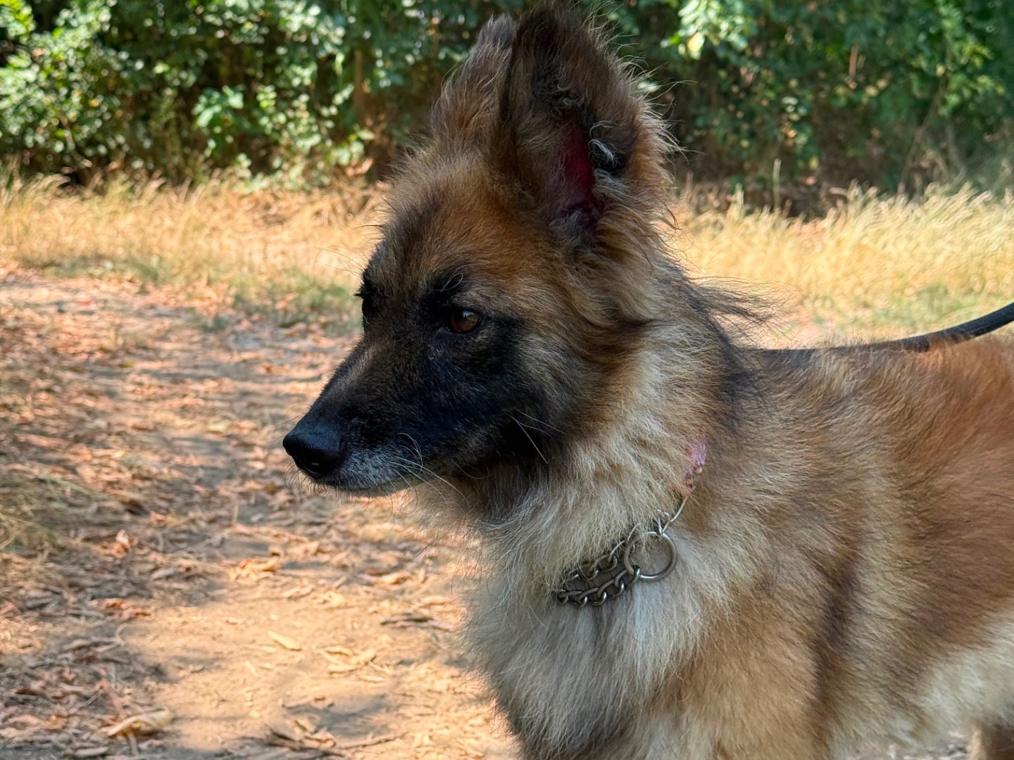Vuoi adottare un cane a Milano?