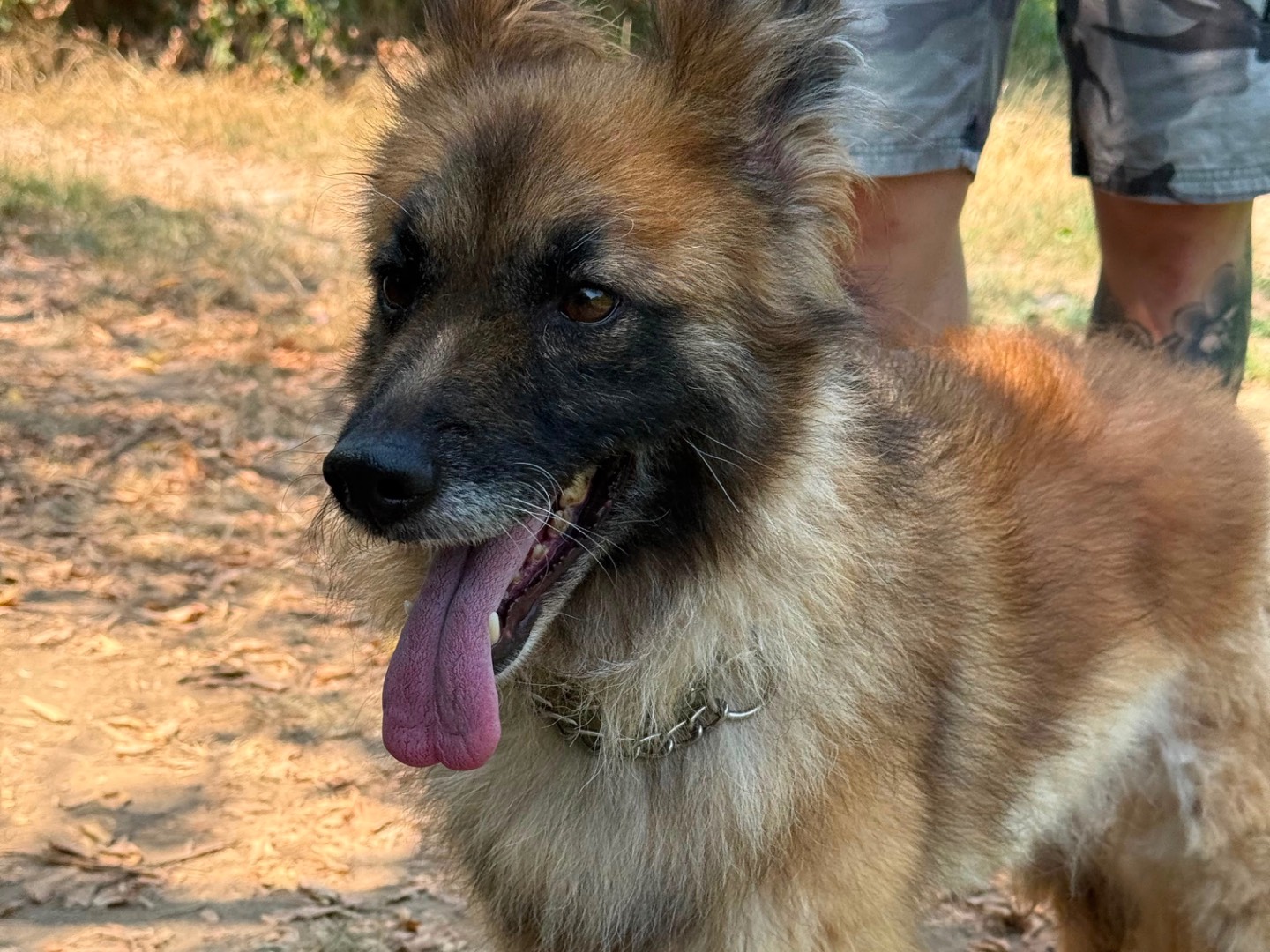 Adotta il cane Betty  a Milano