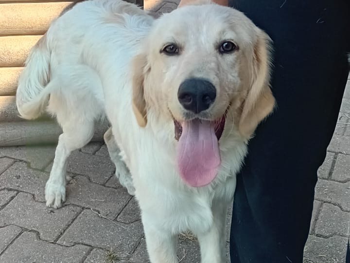 Adozione cane, femmina, Razza sconosciuta Razza sconosciuta, 1 anno e 5 mesi, taglia media, Monza