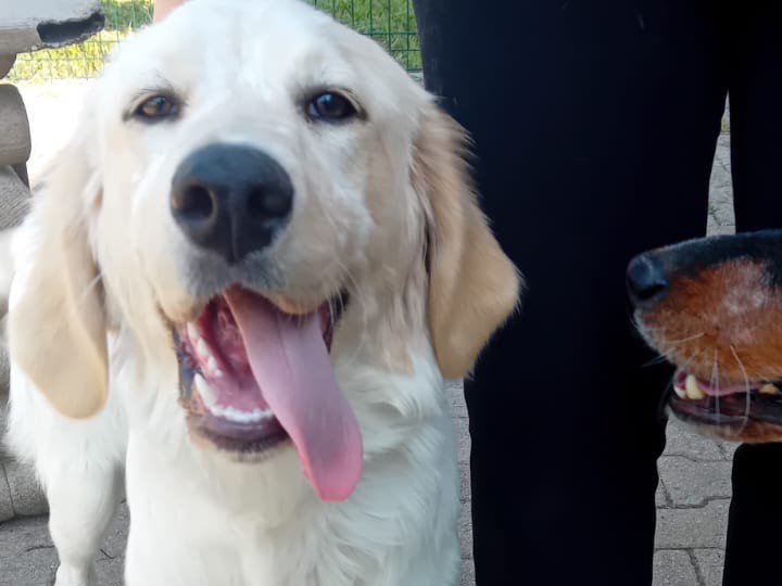 Adotta un cane, femmina, 1 anno e 5 mesi, Monza
