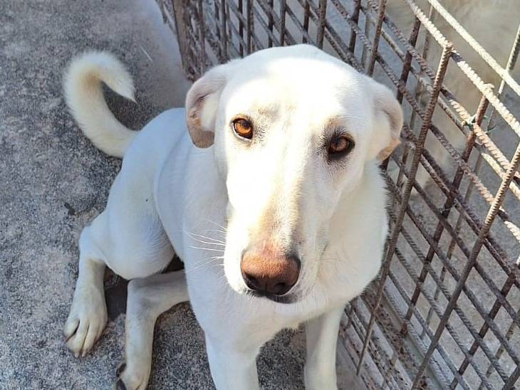 Adozione cane, femmina, Razza sconosciuta Razza sconosciuta, 3 anni e 5 mesi, taglia media, Milano