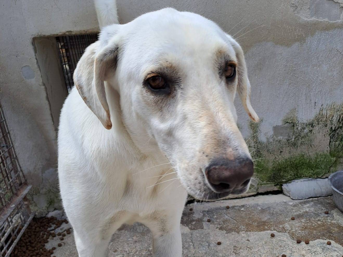 Adotta un cane, taglia media, femmina, Milano