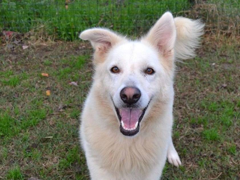 Adotta un cane, femmina, 4 anni e 5 mesi, Pavia