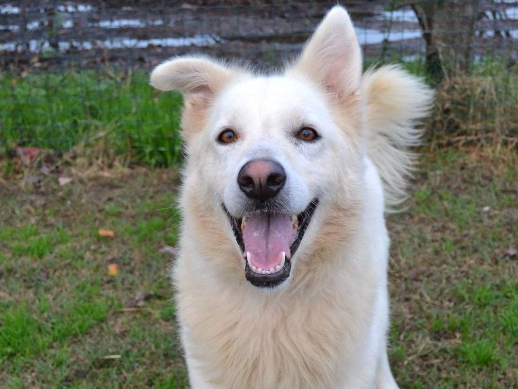 Adotta il cane Gelsomina   a Pavia
