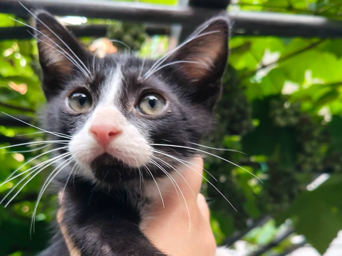 Adozione gatto, maschio, Razza sconosciuta Razza sconosciuta, 2 mesi, taglia non valida, Reggio