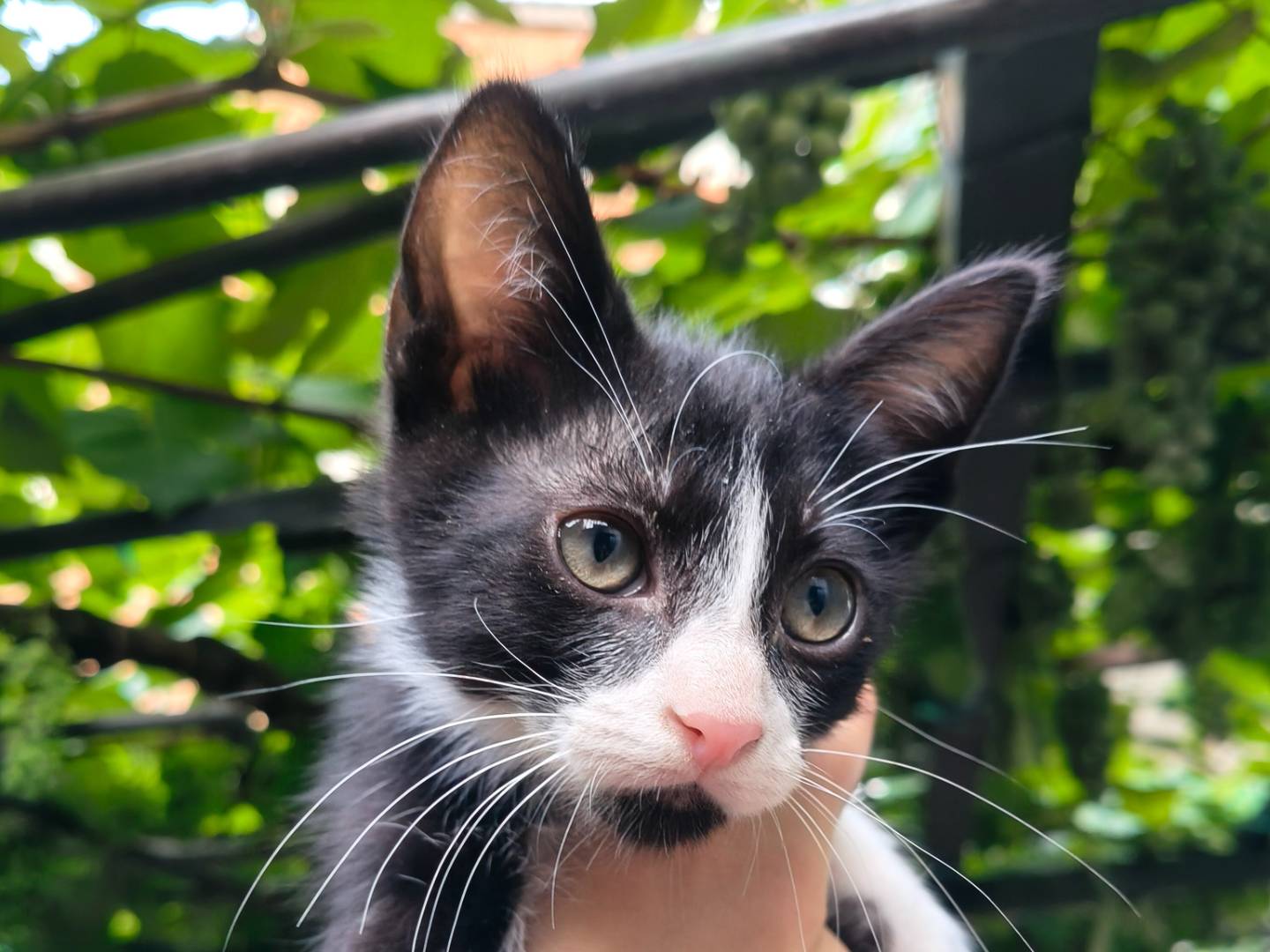Adotta un gatto, maschio, 2 mesi, Reggio