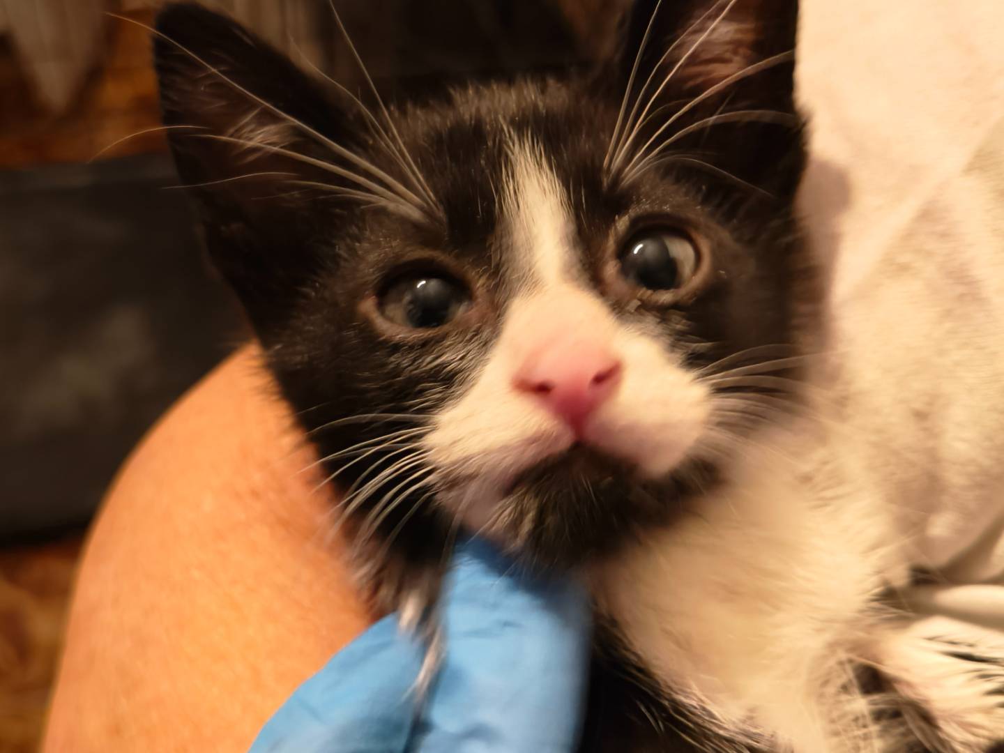 Adotta un gatto, taglia non valida, maschio, Reggio