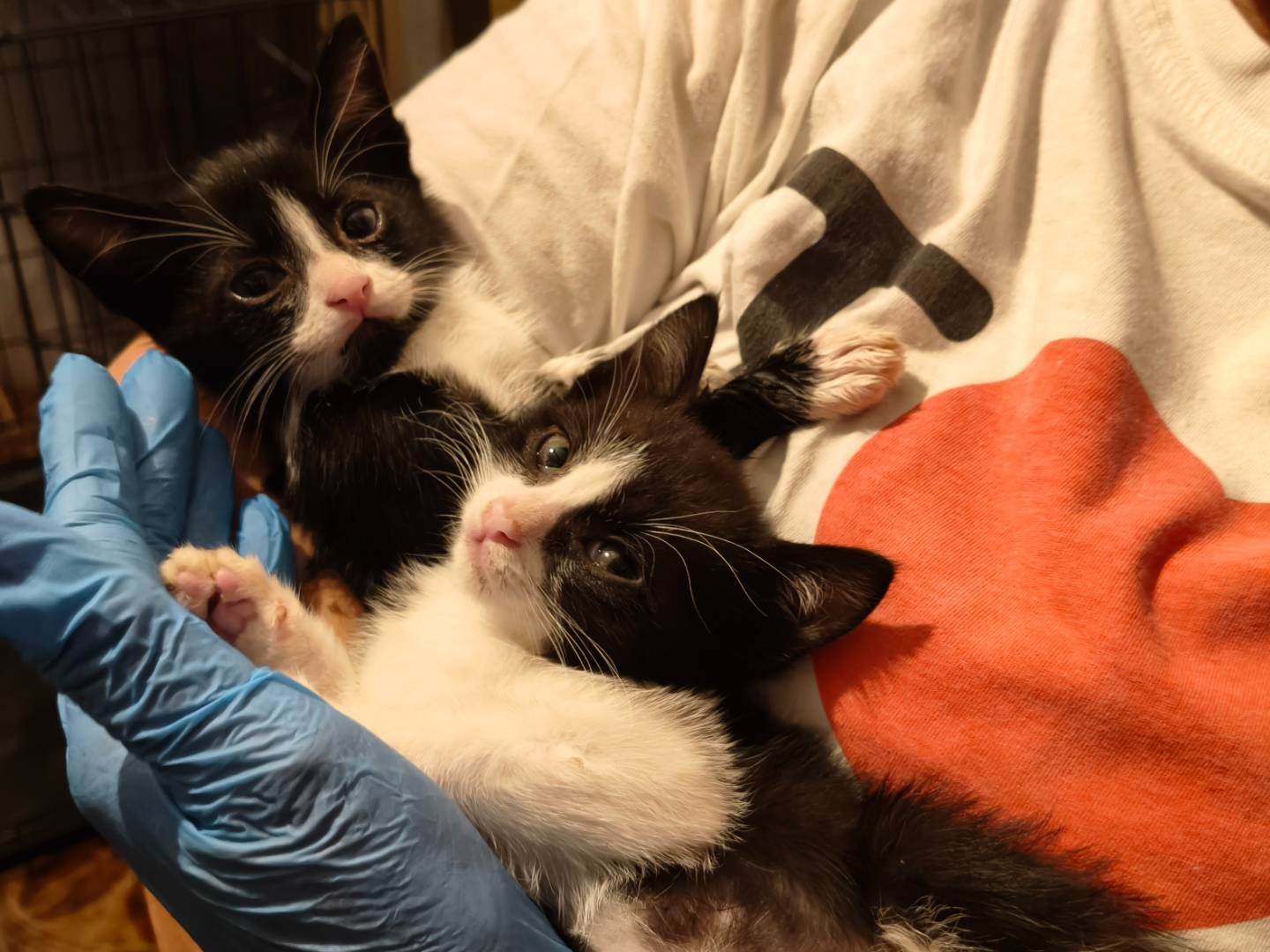 Vuoi adottare un gatto a Reggio?