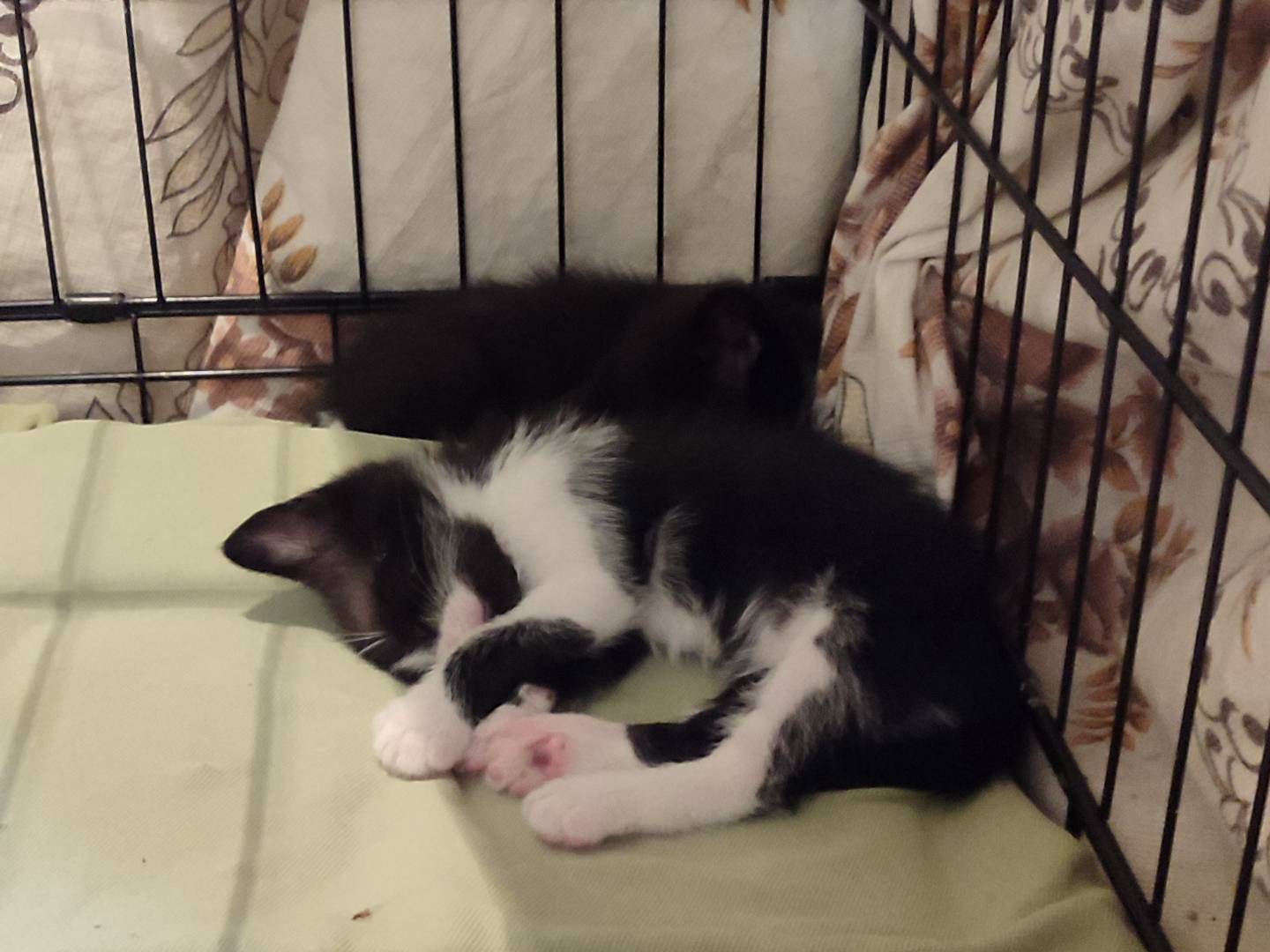 Adotta il gatto Gaetano  a Reggio