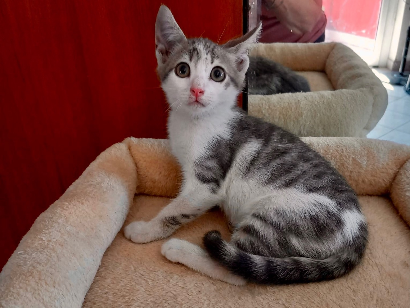 Adotta un gatto, maschio, 1 mese, Latina