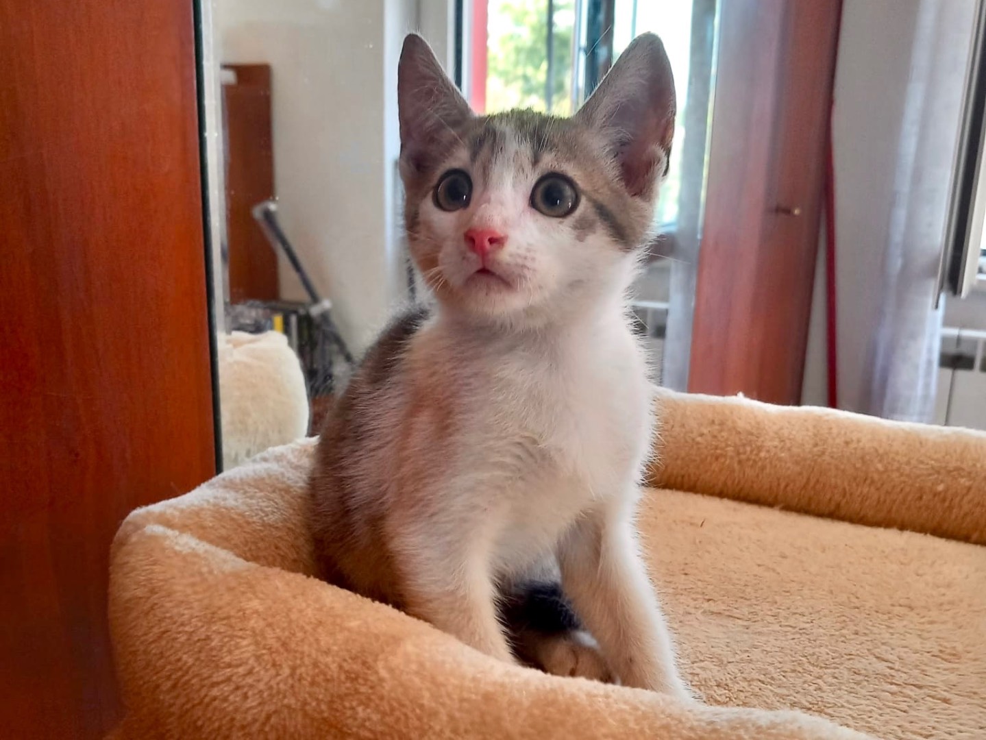 Adozione gatto, maschio, Razza sconosciuta Razza sconosciuta, 1 mese, taglia non valida, Latina