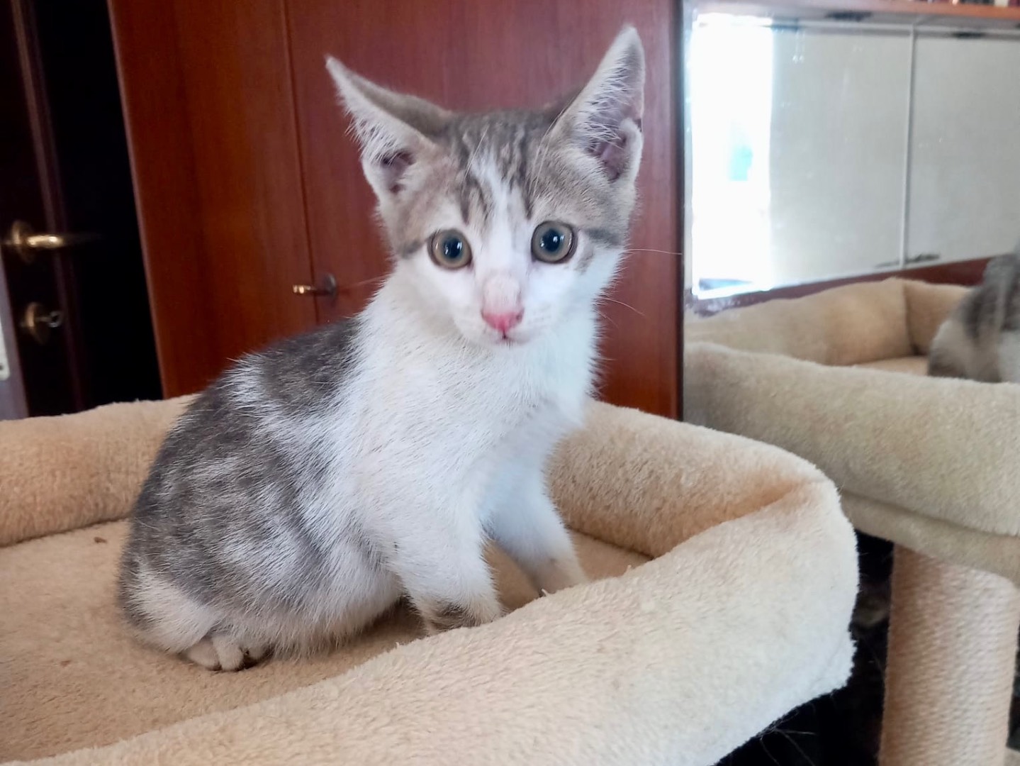 Adotta un gatto, taglia non valida, maschio, Latina