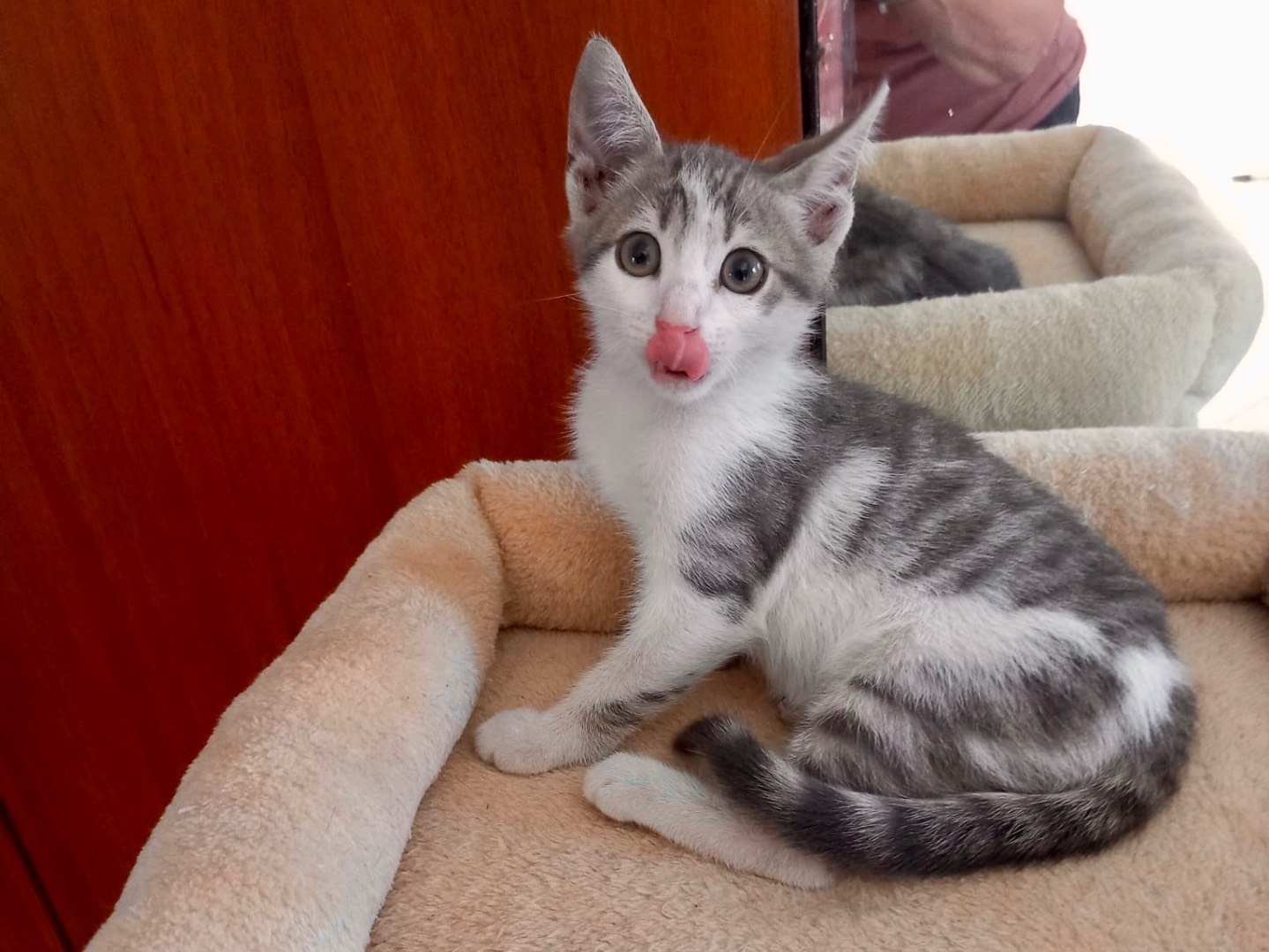 Vuoi adottare un gatto a Latina?