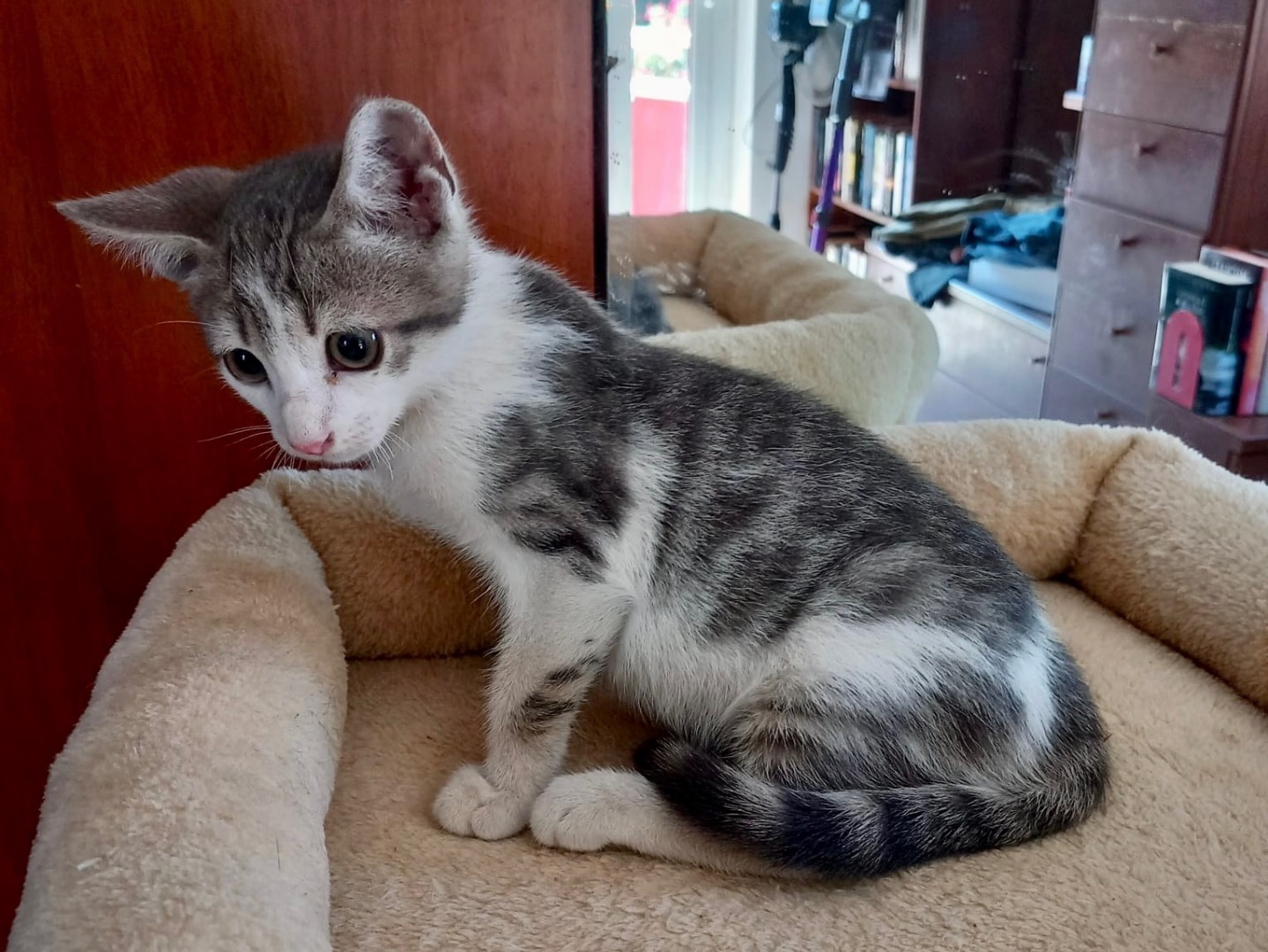Adotta il gatto Ralph a Latina