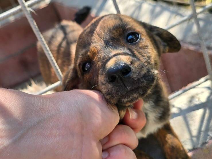 Adozione cane, femmina, Razza sconosciuta Razza sconosciuta, 2 mesi, taglia media contenuta, Avellino