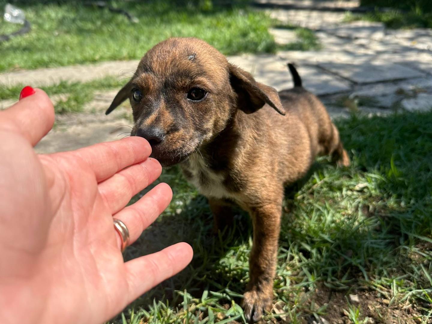 Adotta un cane, femmina, 2 mesi, Avellino