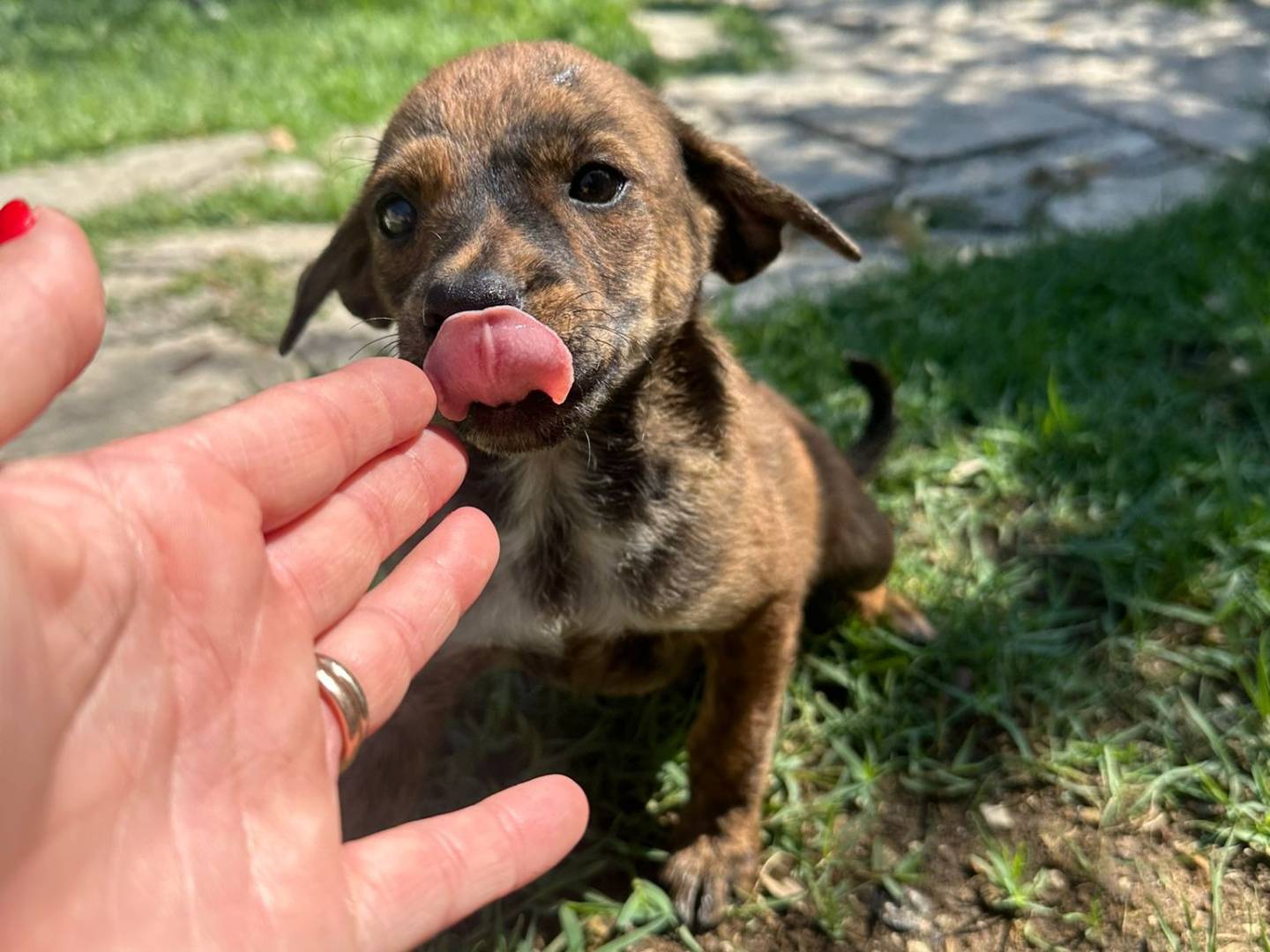 Adotta un cane, taglia media contenuta, femmina, Avellino