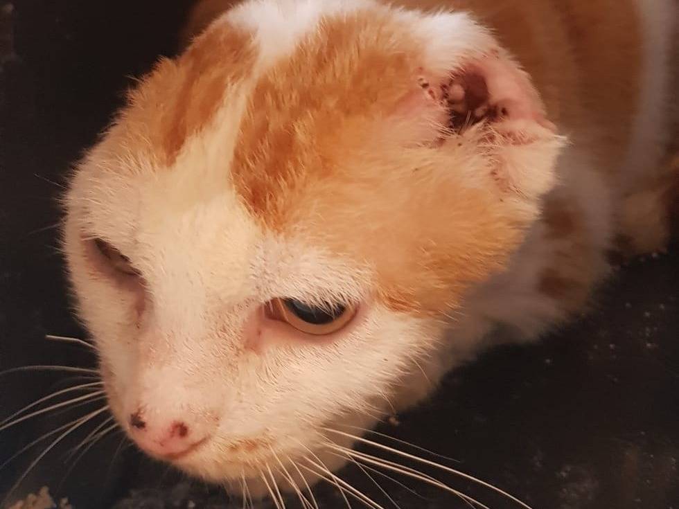 Vuoi adottare un gatto a Milano?