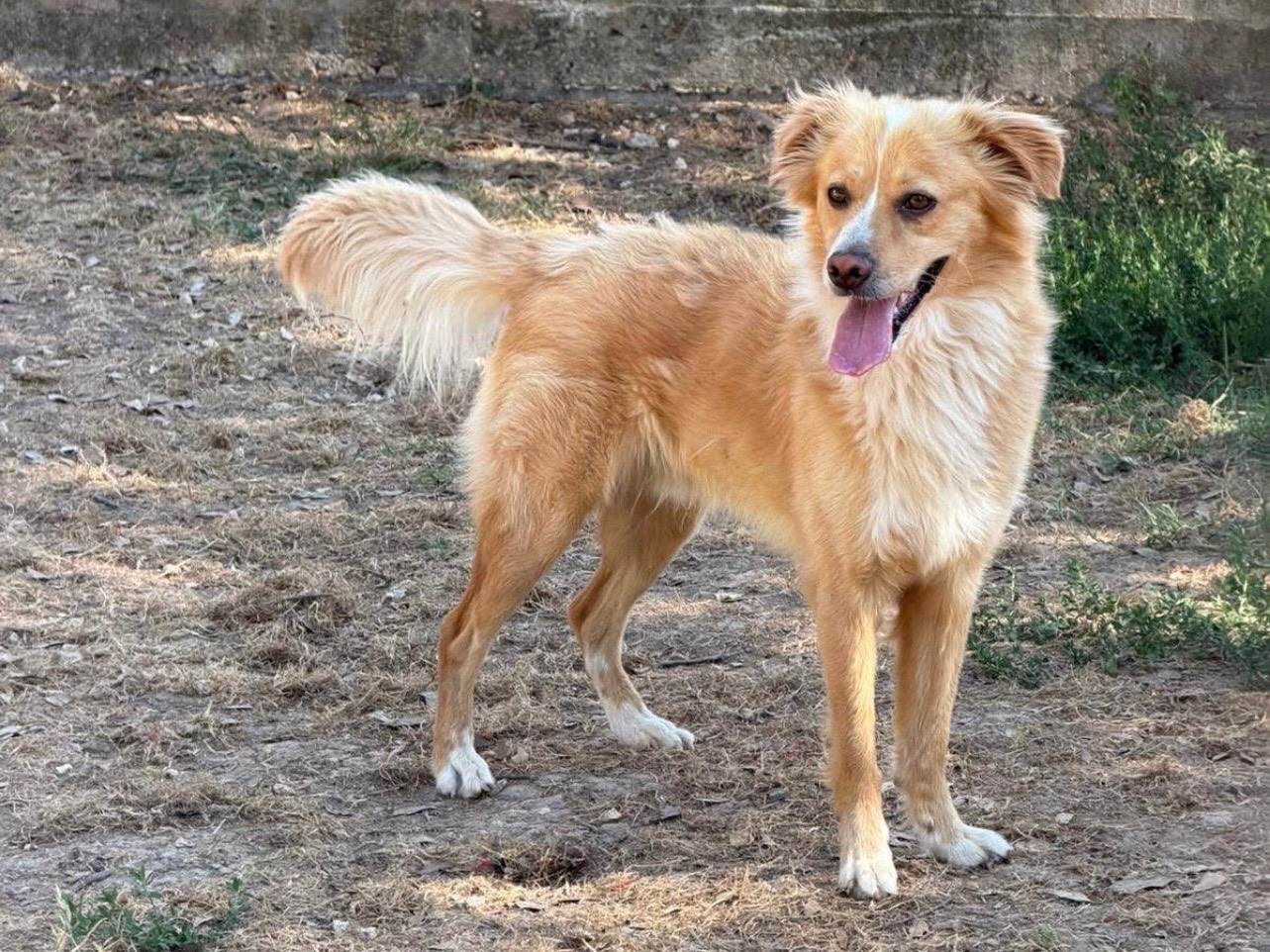 Adozione cane, maschio, Razza sconosciuta Razza sconosciuta, 10 mesi, taglia media contenuta, Bari