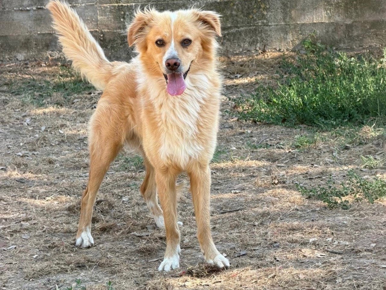 Adotta un cane, maschio, 10 mesi, Bari