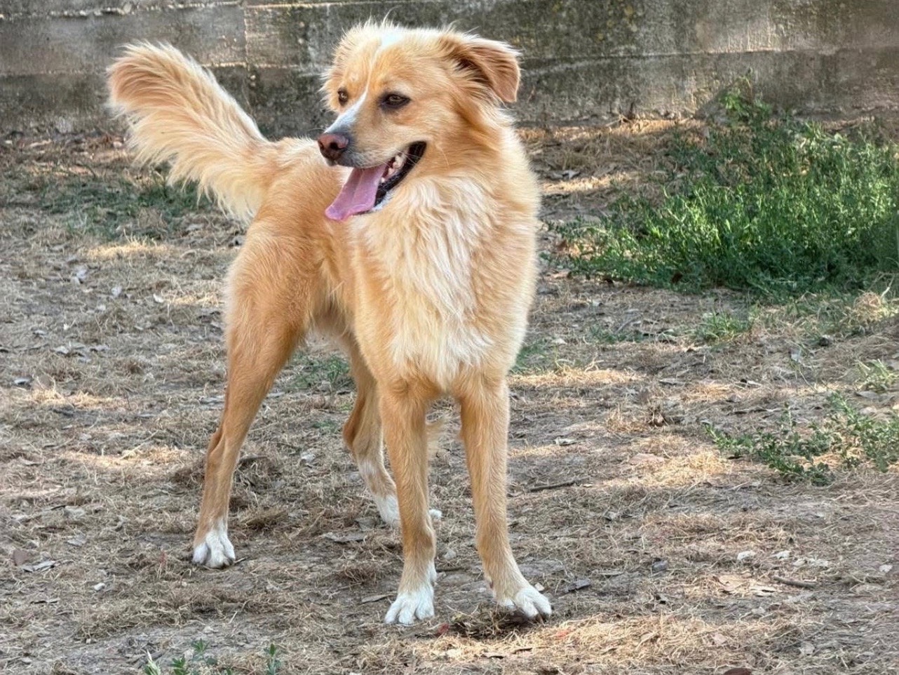 Adotta un cane, taglia media contenuta, maschio, Bari