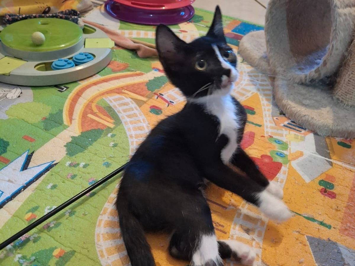Adozione gatto, femmina, Razza sconosciuta Razza sconosciuta, 3 mesi, taglia non valida, Palermo