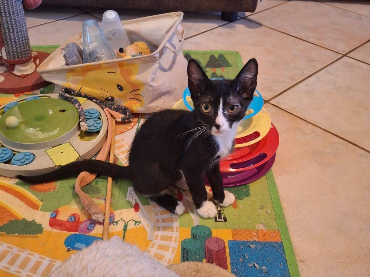 Vuoi adottare un gatto a Palermo?