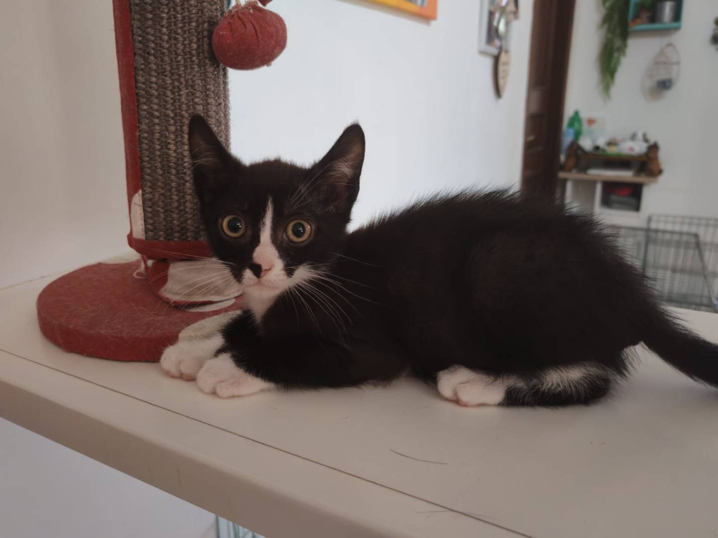 Adotta il gatto Margot  a Palermo
