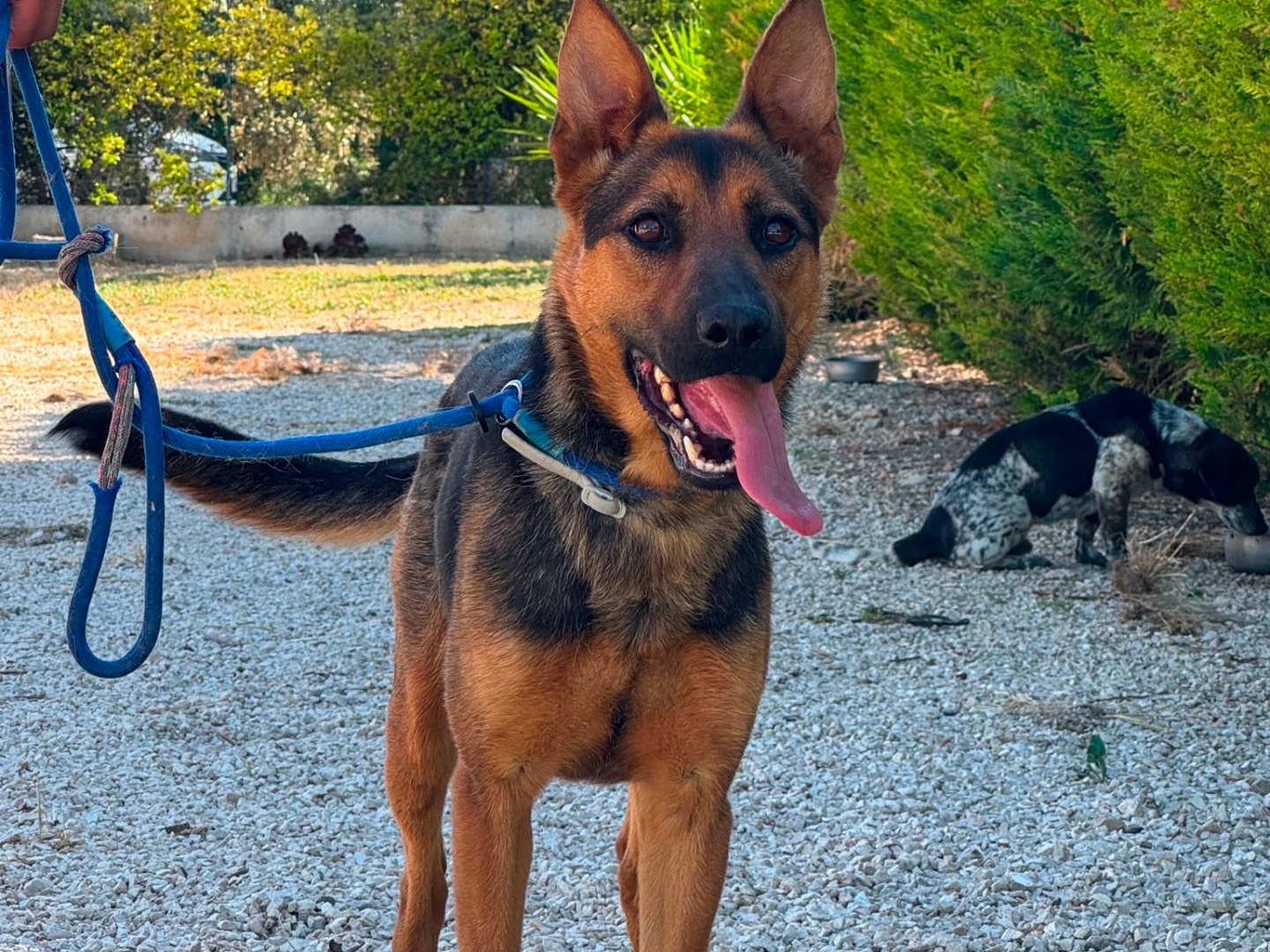 Adozione cane, femmina, Razza sconosciuta Razza sconosciuta, 3 anni, taglia media, Bari