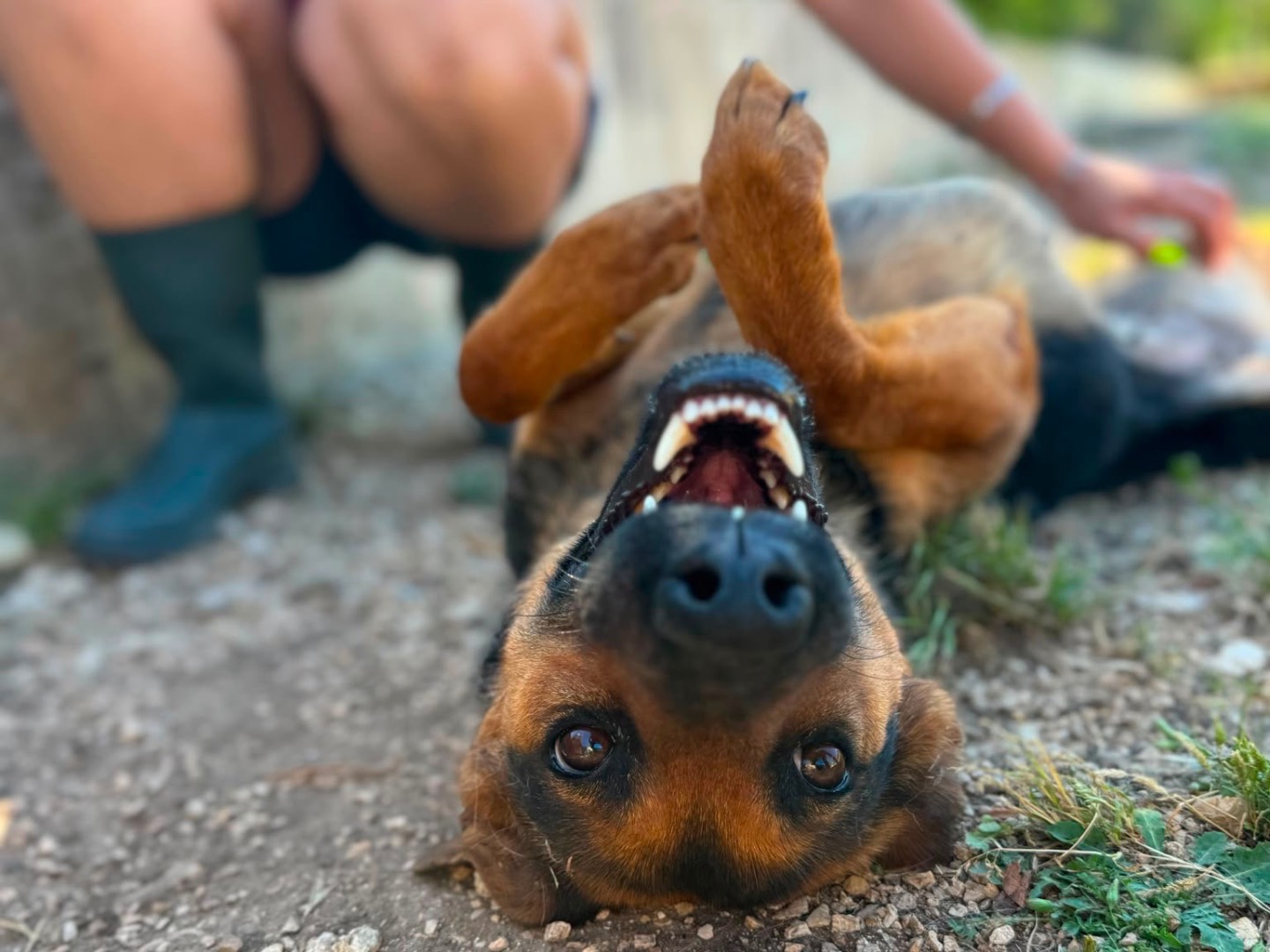 Adotta un cane, femmina, 3 anni, Bari