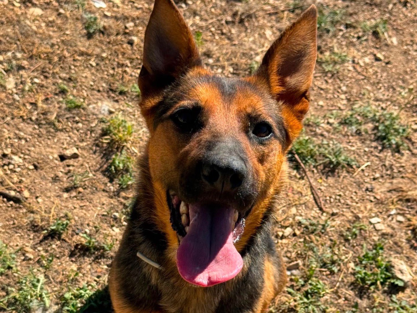 Adotta un cane, taglia media, femmina, Bari