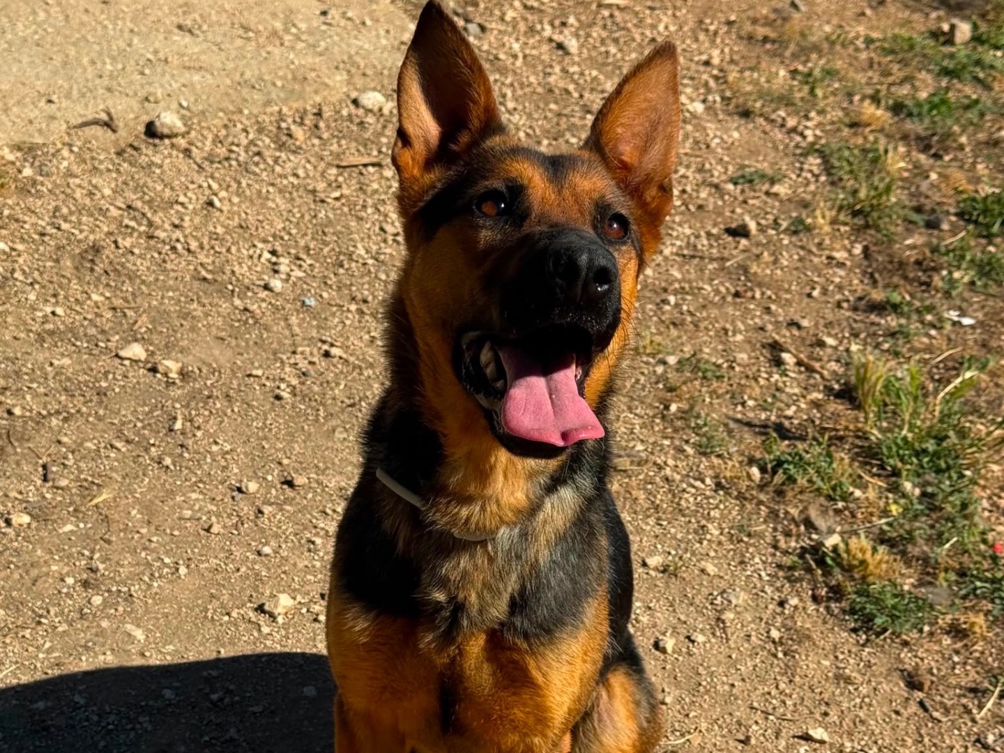 Vuoi adottare un cane a Bari?