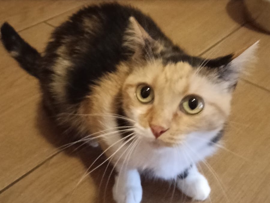 Adozione gatto, femmina, Razza sconosciuta Razza sconosciuta, 4 anni e 5 mesi, taglia non valida, Lecco